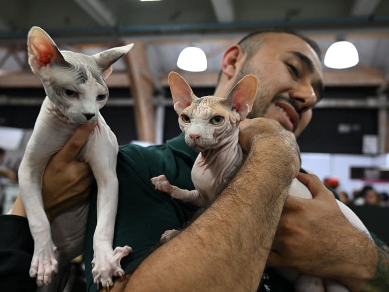 Hairlessness breeds like the sphynx, when severely wrinkled, are prone to skin problems, sunburn and have reduced insulation.