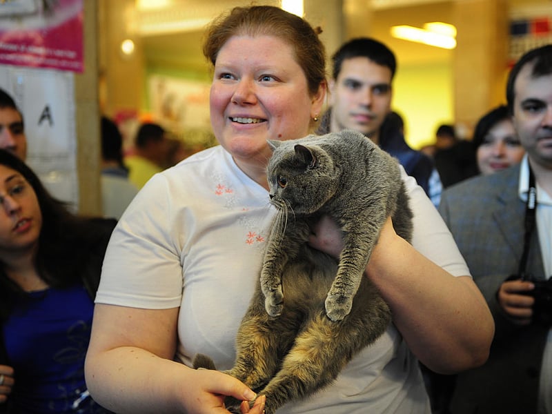 We're starting with the loving cats that have the fewest health issues. Russian Blues are one of the healthiest cat breeds, known for their robust immune system and long lifespan of 15–20 years. They have minimal genetic health issues and a sleek, muscular build. Russian Blues are naturally resistant to many common feline illnesses and rarely suffer from obesity due to their active nature. 