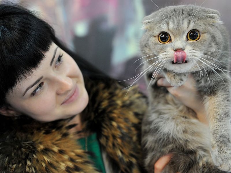 Now we're moving to the cats that are known to be probe to life-limiting conditions, starting with Taylor Swift's favourite feline. Scottish Folds are known for their folded ears and ‘round’ appearance. All breed individuals carry a genetic defect leading to generalised osteochondrodysplasia, an abnormality of cartilage and bone that leads to severe joint deformity and early onset osteoarthritis. Scottish Folds are not recognised by the Governing Council of the Cat Fancy (GCCF) for pedigree registration due to these welfare concerns.