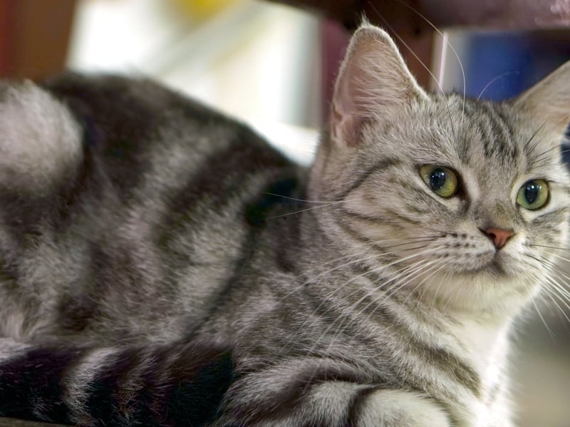 The American Shorthair is a sturdy, adaptable breed with a strong immune system and few hereditary health issues. They have a muscular build and a lifespan of 15–20 years. Originally bred as working cats to control rodents, they are naturally hardy. With a proper diet and regular exercise, they rarely experience major health concerns.