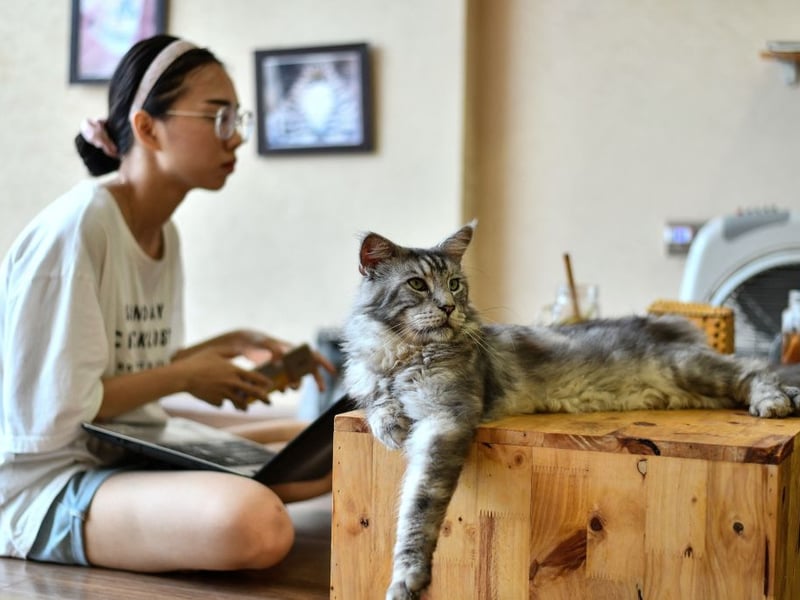 It's essential that Maine Coons are responsibly bred, with sceening reducing the risk of animals developing cardiomyopathy (the most common type of heart disease in cats). If their hearts are healthy then this cat breed's hardy frame, adaptable digestion and strong immunity mean they should have a long life.
