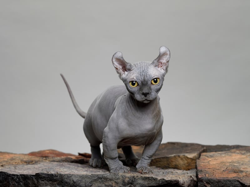 The Bully, also known as the Dwelf cat or Bambina, is the latest example of a breed with characteristics which impact welfare. A cross between a sphynx and a munchkin cat they suffer from physical deformities, including hairlessness and distorted limbs. These defects, particularly limb deformities (short bowed legs) and abnormal joints are not only painful, but also prevent these cats from carrying out normal behaviours essential for their welfare and their ability to live a good quality of life, such as restricting their mobility.
