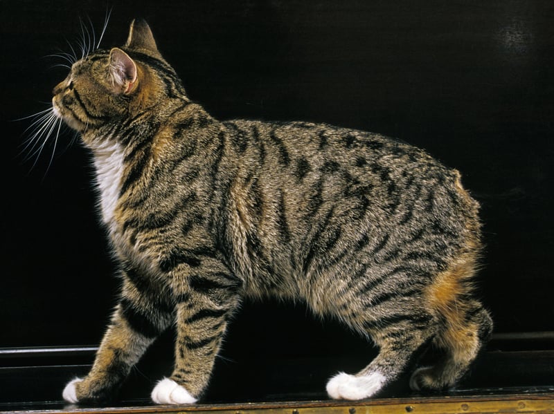 The Manx is a beautiful cat breed that is recognised by its stumpy and short tail. Sadly, this cat breed is prone to arthritis and 'Manx syndrome' which can cause spine problems and digestion issues.