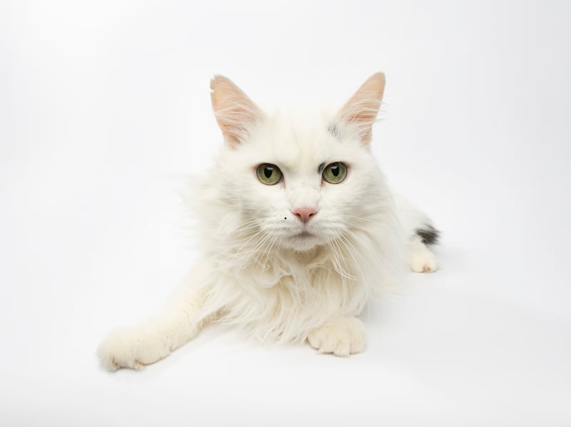 As graceful as they are sturdy, the Turkish Angoras doesn't have much in the way of severe inherited conditions. When obtained from well-managed breeding lines they tend to maintain good heart, ear and eye health.