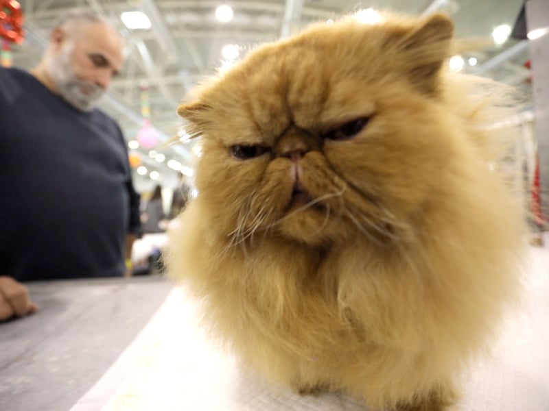 Extreme flat-faced Persians display the brachycephalic features which can lead to protruding eyes which are at greater risk of nonreal injury. They are also likely to get infections (dermatitis) from facial skin folds, compressed airways which cause difficulty breathing and a deformed jaw which can predispose to dental disease - making normal behaviours such as eating and grooming more difficult.