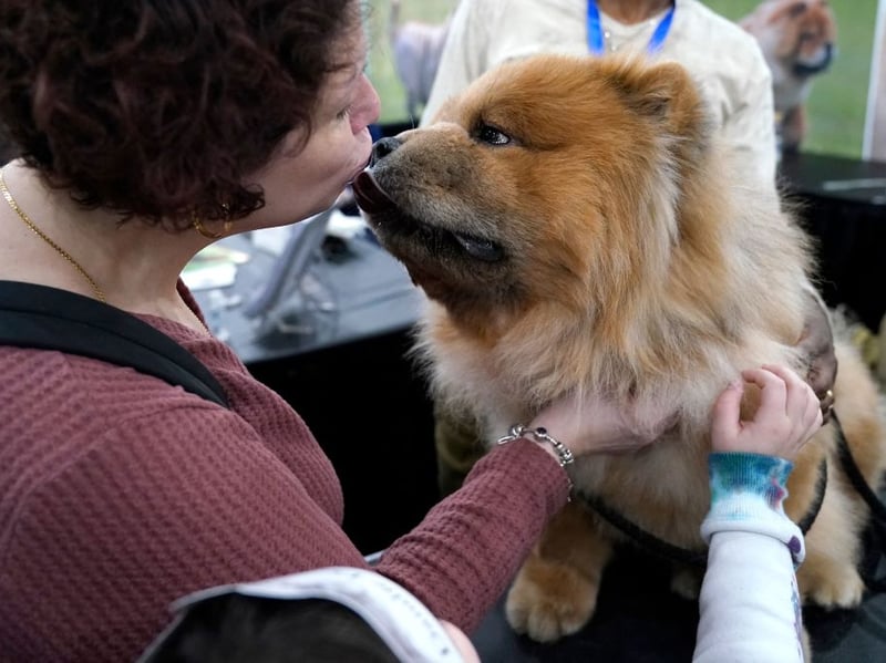 The Chow Chow is a fiercely loyal and protective dog, meaning that there's no danger of their owner getting a bite. Issues can arrive when they think their owner is being threatened, or simply if they take against a stranger, leading to a chance of a bite. It means they should be kept under strict control all the time. 