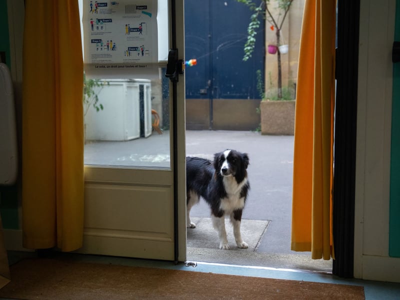 The Border Collie is the world's most intelligent dog breed, but they have been bred to herd and protect livestock - using their teeth if necessary. They may well give a nip while playing or exercising with their owner, but a stern word will let them know it's not acceptable. In every other way they are a loving and gentle family dog. 