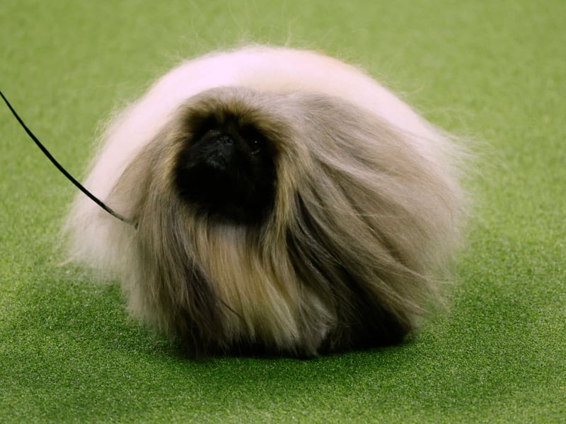 Beloved as classic lapdog and companion dog - they were first bred as such by members of Chinese royalty - the Pekingese is very territorial and may nip if they feel crowded or threatened. If you aren't a familiar face, you probably don't want to risk picking up a Pekingese.