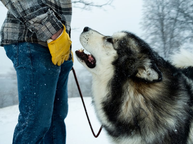 Similar to its close cousin the Siberian Husky, the Alaskan Malamute is a powerful working dogs with an independent streak a mile long. Without sufficient exercise, enrichment, and training, frustration or resource guarding may increase bite risk, although many are gentle with proper management.