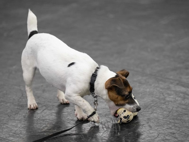 It may surprise some that the Jack Russell Terrier is the dog most likely to bite. These popular small dogs were originally bred to hunt and kill rats and other vermin, so giving chase and biting are very much in their DNA - although can be minimised with training.