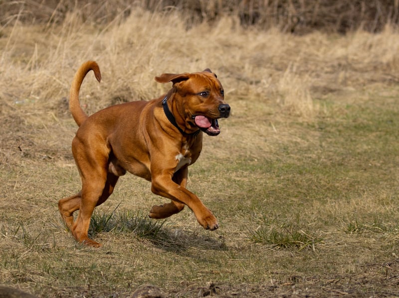 Another breed banned in the UK, the Japanese-born Tosa Inu is a dog that was bred for fighting, with a fearsome bite. Like all dogs, they can become gentle family pets if properly trained, but it's a serious challenge to do so, and there's alway a chance that they could deliver a nasty bite if scared or anxious. 