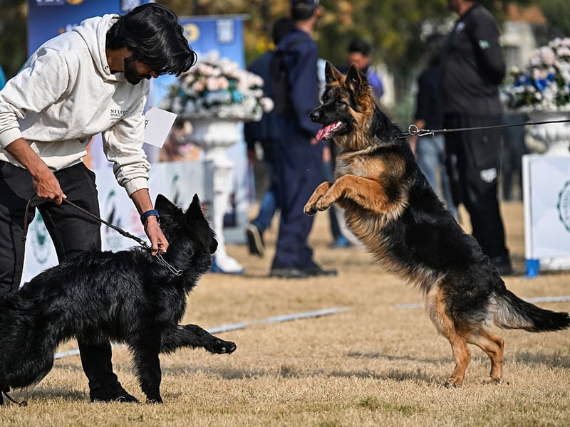 The German Shepherd is one of the world's most useful dogs - being used as everything from guard dogs to drug detection dogs by police forces and armies around the world. One of the attributes that makes them good at these tasks is that they are willing to bite if required - for instance to stop a criminal. Inevitably a dog will occasionally make a mistake and bite someone in a way that is not acceptable.