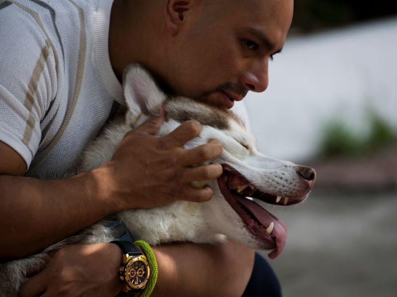 The Siberian Husky is not a breed for a novice dog owner. They are intelligent and playful but can get belligerent, rowdy and destructive - particularly if they don't get the huge amount of exercise they need or if their owner doesn't fully assert their dominance. This problematic behaviour can unfortunately include biting.