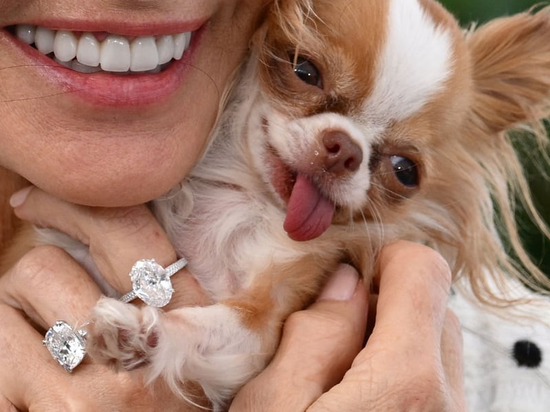 When you're as tiny as a Chihuahua it's perhaps not surprising that you feel the need to stamp your authority on situations. This can result in the tiny pups being both noisy and nippy - traits that need to be dealt with early in life or they may become permanent.