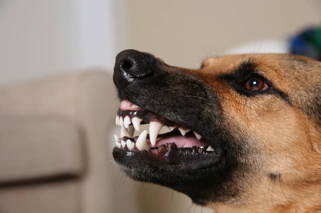 Some dogs are more likely to deliver a bite than others.