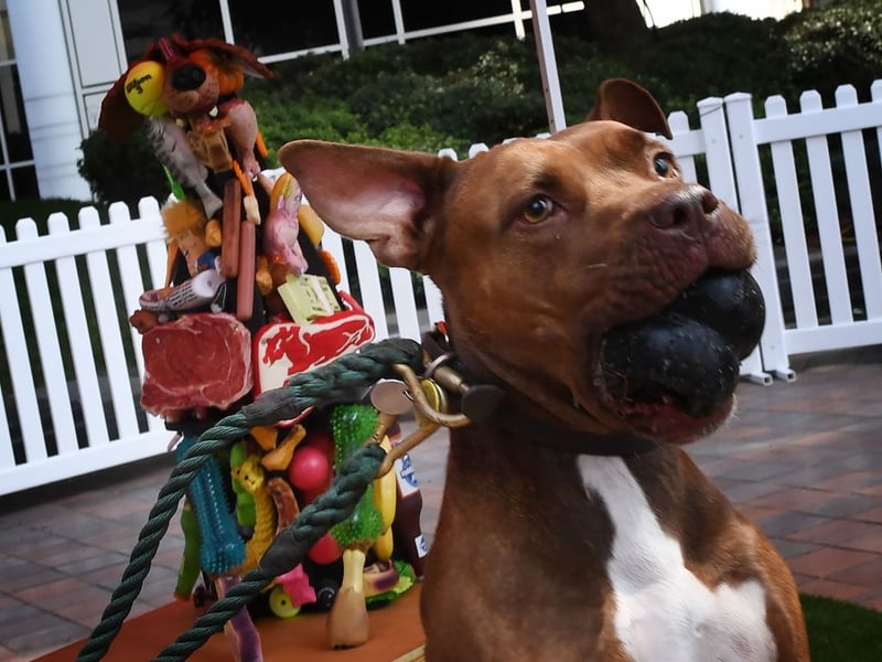No longer recognised by the UK Kennel Club after they were banned under the Dangerous Dogs Act, the Pit Bull is still a popular pet in the USA. The main issue with this type of dog is not only that they are slightly more likely to deliver a bite than other breeds, but that their bite is so powerful that it can do severe damage - leading to several fatalities each year. 