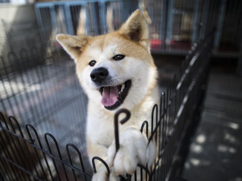Originally from the mountains of northern Japan, the Akita was bred originally to act as both guard dogs and to hunt bears - so these are dogs that can hold their own in a fight. Fiecely protective of their family, they can lash out with a powerful bite if they perceive there to be a threat. 
