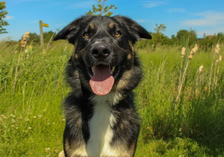 Yoshida is looking for a patient and understanding adult-only home where he can continue to grow in confidence and enjoy all the good things life has to offer. He will need to be the only dog in the home, allowing him to fully relax and build a strong bond with his new family. He would love adopters who enjoy getting out and about but are happy to explore quieter walking areas where he feels most comfortable.