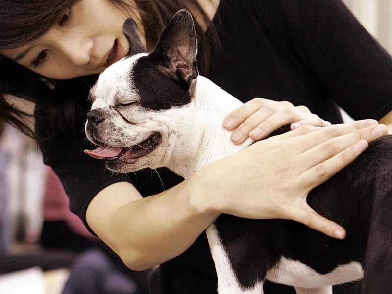 Another breed that proves great guard dogs come in all shapes and sizes is the scrappy Boston Terrier. These charmers are pretty much made of muscle and used to be used in dogfighting during less gentle times. Known as 'the American gentleman' due to their friendly personality, they'll be anything but gentle when it comes to protecting their territory. 