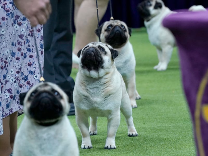 Pugs are easy to train because their sole aim is to please everybody they meet - even those they really shouldn't. Their love of a quiet life means they'll avoid drama at almost any cost.