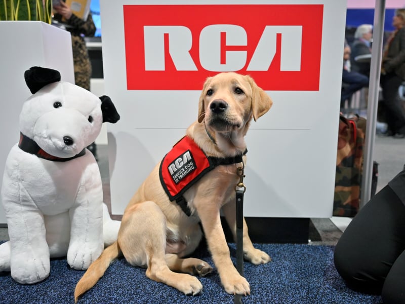 We're starting with the canines that aren't much cop when it comes to protecting owners' homes and property. Labrador Retrievers are the UK 's favourite breed of dog - partly due to their friendly disposition. This counts against them as a guard dog though, while their innate greed means that it tends to only take a couple of treats to get around them.