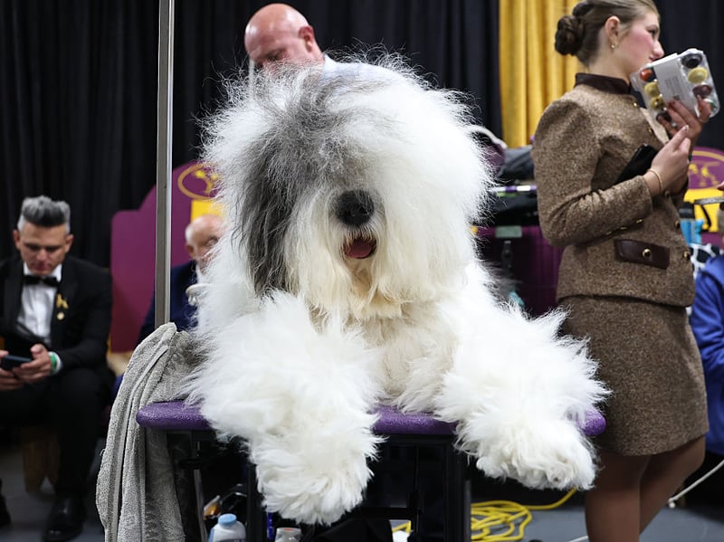 Unless your idea of guarding a home is licking intruders into submission, then the Old English Sheepdog just isn't up to the task. 