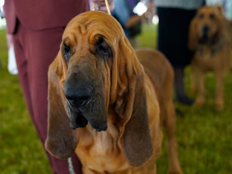 The Bloodhound has the best sense of smell in the canine world so could happily track down a burglar. Just don't ask them to stop the crime in the first place though - they'll welcome all and sundry into their home. 