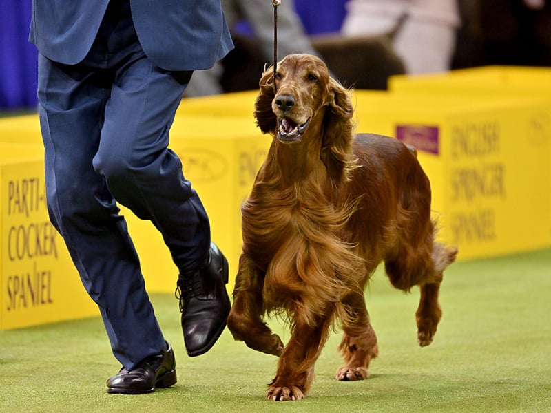 Your best hope with the playful Irish Setter is that it might tire out an intruder with constant demands for games. It's a wonderful family-friendly breed but has incredibly low levels of aggression. 