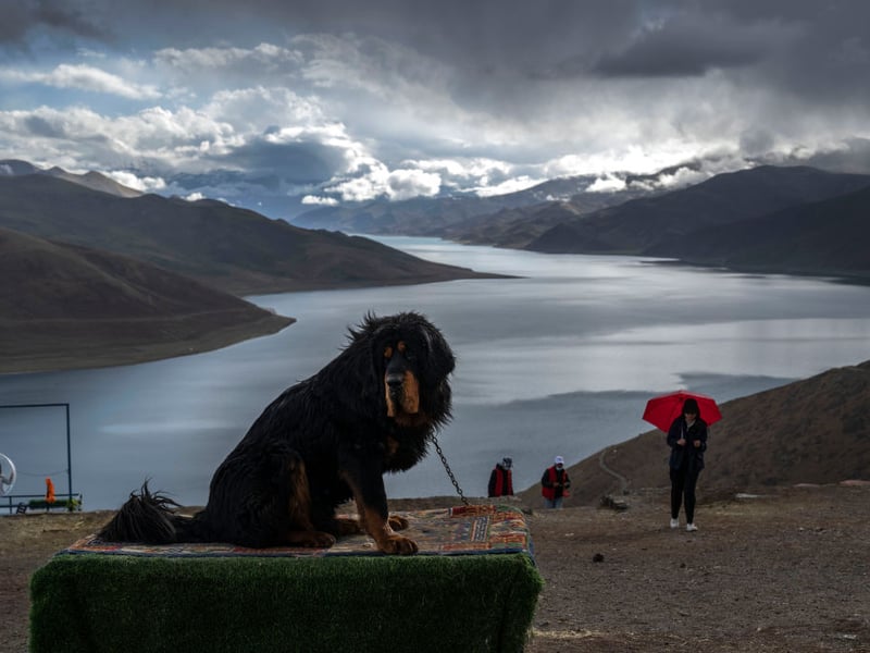 A lion would be a great animal to guard a house, but the authorities take a dim view of postmen being eaten. The next best thing is the luxuriantly-maned Tibetan Mastiff, with their distinctive thick coat designed for cold mountainous climates. Used to guard Tibetan temples in their native country, they will repel unwanted guests with extreme ferocity before cuddling up next to you on the couch. 
