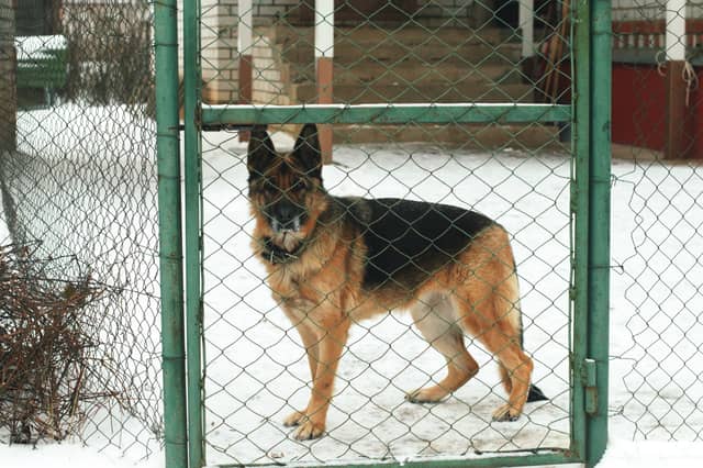 Some dog breeds are real professionals when it comes to guarding property against intruders.