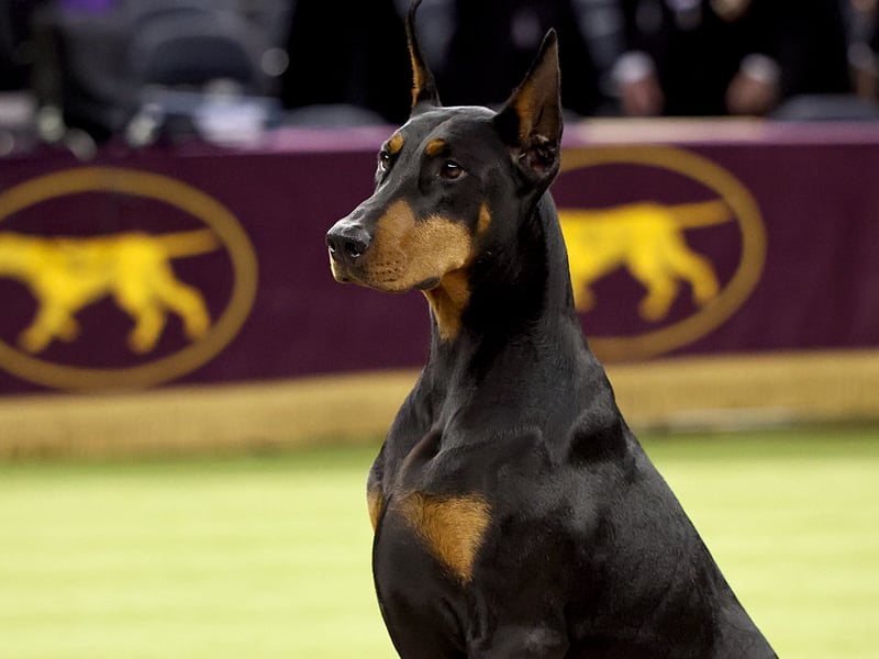Known as the Doberman Pinscher in the USA, the American Kennel Club describes it as "incomparably fearless and vigilant" - pretty much the definition of a perfect gaurd dog.