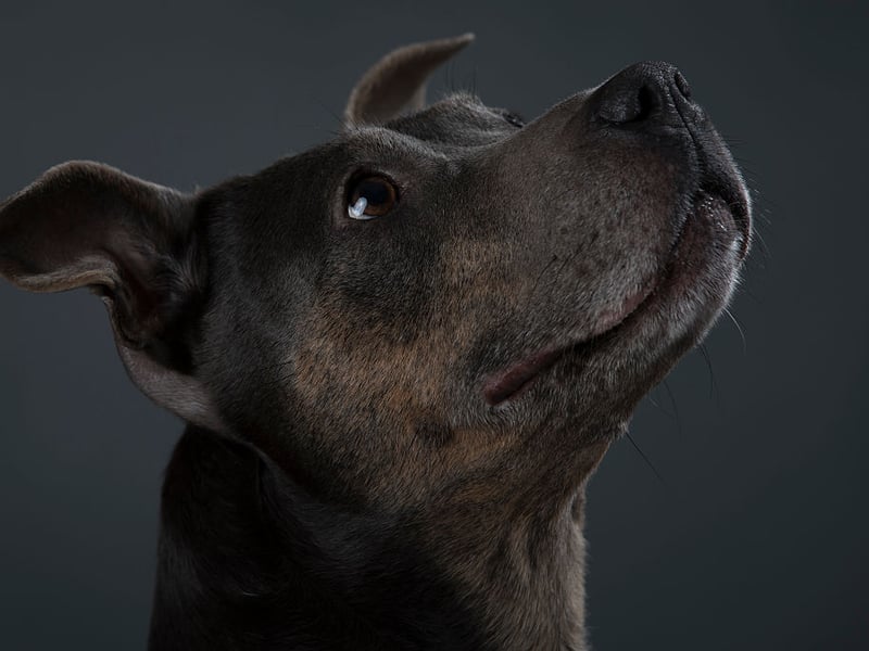 Britain loves a Staffy - they constantly feature in lists of the country's most popular dogs. Another breed originally bred to fight they now make brave, compact, muscular and tenacious guard dogs. They are also incredibly loyal and loving - but if they bite then they'll not be letting go in a hurry.