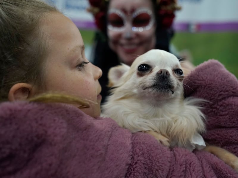 Don't tell the Chihuahua that it's a tiny dog - they THINK they're enormous. Incredibly alert, these cracking watch dogs will be instantly vocal if they feel threatened and can be surprisingly ferocious. This is a dog whose bark is probably as bad as its bite in the right circumstances. 