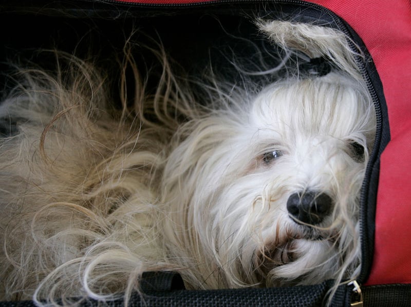 Many small dogs are quite effective at guarding homes, being vocal and potentially aggressive. That's not the case with the Havanese which is one of the least yappy small dogs. It often seems their sole aim in life is to find a lap - any lap - to curl up in. 