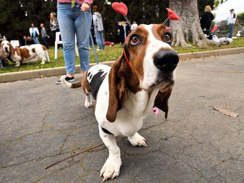 The Basset Hound is one of the most sociable breeds of dog, well known for getting on with everybody. Unfortunately that includes complete strangers, such as potential intruders. 
