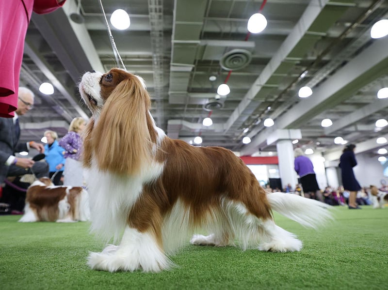 Bred for companionship and cuddles, not protection, the Cavalier King Charles Spaniel is affectionate and trusting. They completely lack the size, aggression, and territorial instincts necessary to deter or confront intruders.