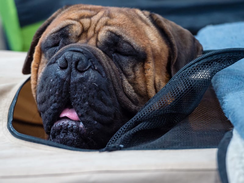 Now we've reached the dogs you'd trust to keep your home and family safe. The mere sight of a Bull Mastiff should be enought to put an intruder off. They have a fearsome reputation which comes from their former job of guarding estates for 19th-century gamekeepers. When not on security patrol they are affectionate and chilled, although don't suit multi-pet households. They like being top dog too much. 