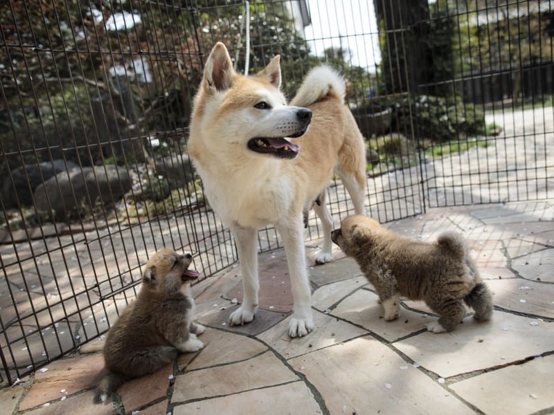 In Japan, where they originate, the Akita is the last word in guard dogs. This is another breed whose extreme vigilance and distrust of strangers mean they can be trusted to keep your safe - and they have the muscle (and teeth) to back it up. They are also playful and loving companions - as long as you keep on their right side! 