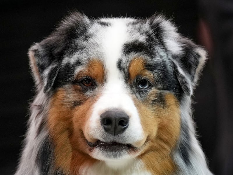 An interesting fact about the Australian Shepherd is that it's not from Australia - having been originally bred in the USA. Wherever it's from, it makes a similarly good guard dog as its German counterpart. It was traditionally bred to herd and protect livestock from predators. That instinct is easily transferred to its home and human family.
