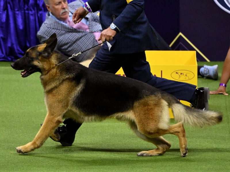 When most people think of a guard dog they are probably picturing a German Shepherd - and for good reason. Popular with the army and police, if one of these dogs don't want you around, you'll quickly know about it. On the flip side, they are also very affectionate dogs who are great with kids.
