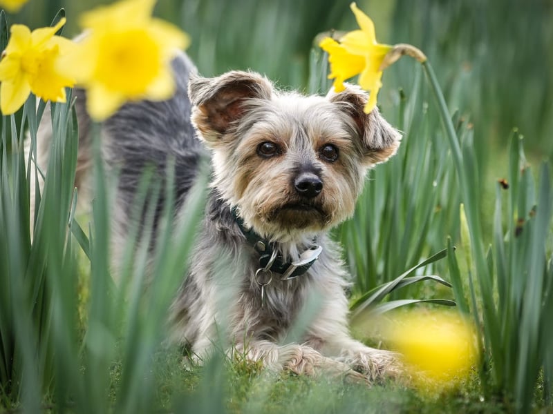 If you are getting a Yorkshire Terrier prepare to never go to the toilet alone ever again - they simply won't let you do anything by yourself. After all, if they did, something bad might happen. These dogs used to be used to catch rats, but now the only thing most of them hunt are cuddles and affection.