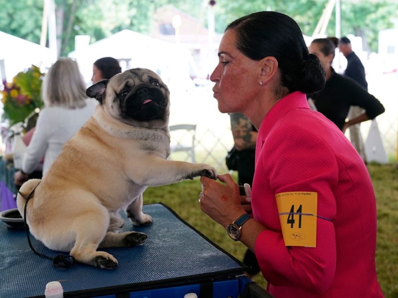 One of the potential issues with velcro dogs is that the deperate need to be with you can lead to seperation anxiety if they are left alone too often - sometimes leading to destructive behaviour. That's the case for the lap-loving Pug so, if you want a breed you can leave alone for a few hours, you should maybe miss this dog off the list.