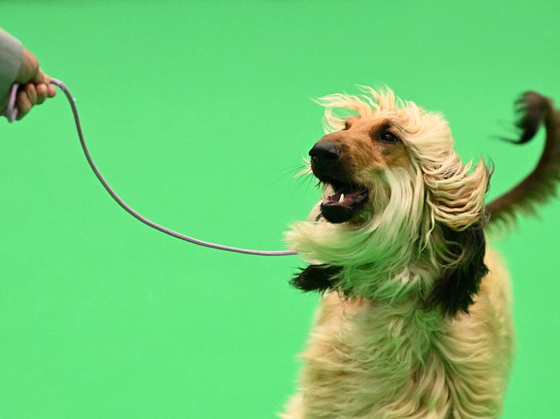The Afghan Hound is beautiful and it knows it - with an aloof attitude that suggests it is merely putting up with its human. Afghans like to have their own space to chill by themselves.