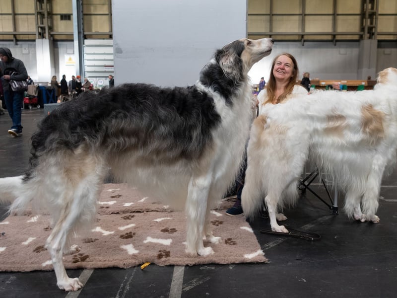 Borzois combine elegance with a notably independent outlook - which can often be seen as aloofness. If ever there was a dog that could be considered snooty, then it's the Borzoi.