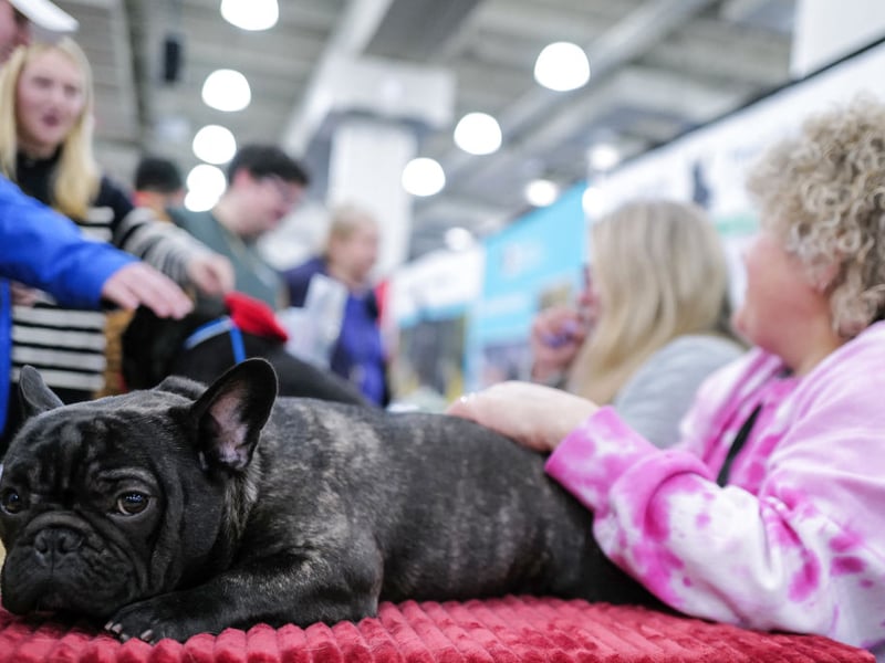 Every step you take, every move you make, your Frenchie will be watching you. The UK's fifth most popular pet is unlikely to leave you alone for a second.