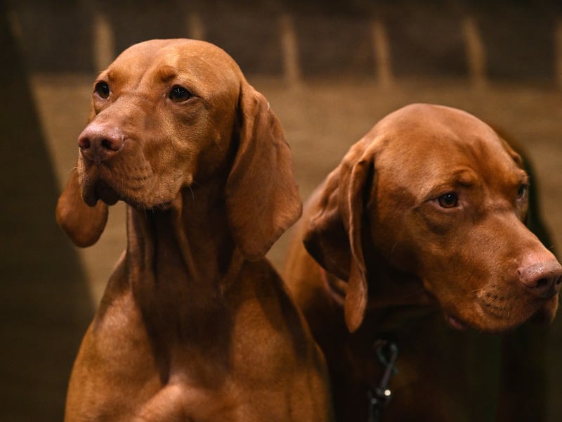 We're starting with the stickiest of dog breeds. It's thought that the term 'velcro dog' was originally coined for the silky-coated Hungarian Vizsla. Thase charmers just love to be in close contact with their pet parents, whether it's on the couch or on outdoor adventures, where you can be sure they'll be right by your side at all times. 