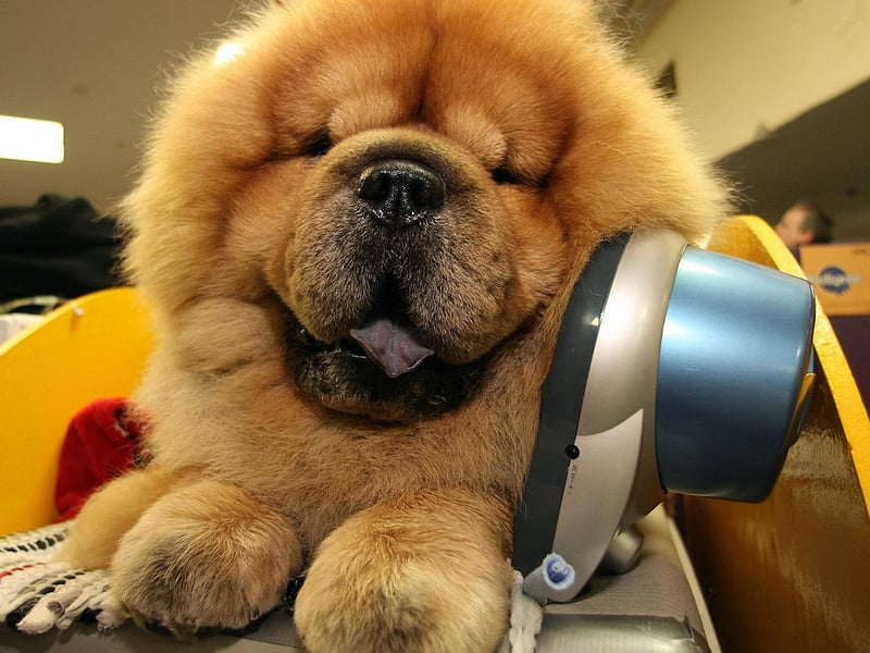 Chow Chow's are so independent thay can often seem positively unapproachable. They won't necessarily welcome hugs or pats, assuming such things to be slightly beneath them.