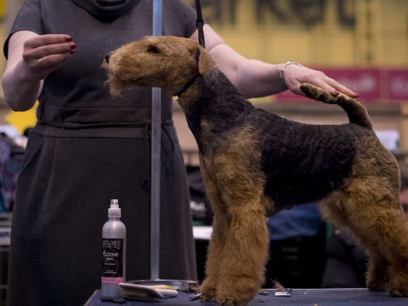 The Airedale Terrier was bred to be an expert rat catchers - a job that was usually carried out without any human handler. They still enjoy playing by themselves and won't be told otherwise.