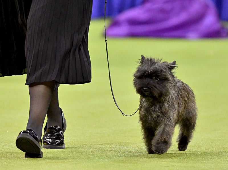 The Cairn Terrier is an energetic and curious dog that will be keen to investigate every sight, smell and sound. It's tricky to keep this most independent of breeds still for long - they have very important business that is more urgent than anything you have in mind.