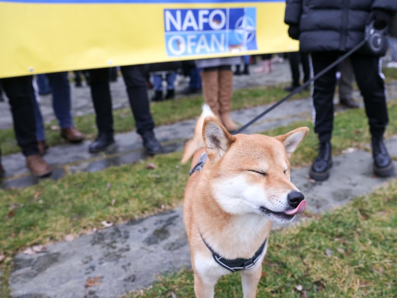 Shibas are alert, confident, and highly self-contained. While affectionate on their own terms - and are famously fiecely loyal to their owners - they usually do not seek constant attention and are comfortable spending time alone.